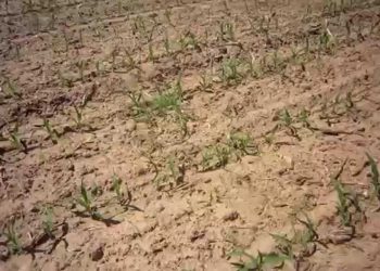 Primeiros dias de desenvolvimento 10º ao 15º dia