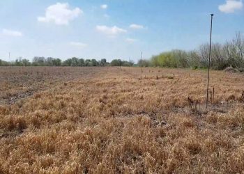 Quando começar a semear o Milho?