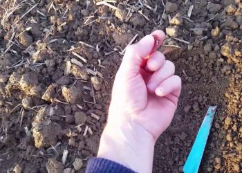 Regas de emergência em anos húmidos