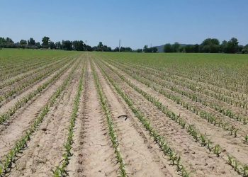 Resultado do Herbicida pré emergência (4 folhas)