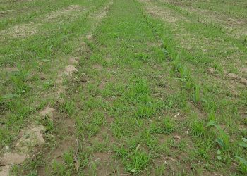 Riscos de aplicação de herbicida pós precoce