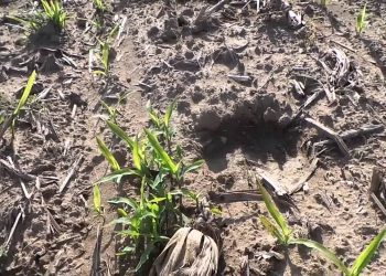 Riscos de competição com milho da última campanha