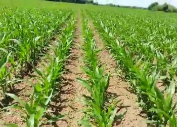 Sacha (460º GD) Nível económico de ataque da monda pós emergência (trans…