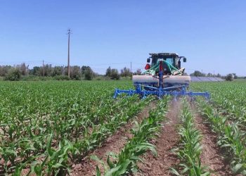 Sacha antecipada após chuvas intensas