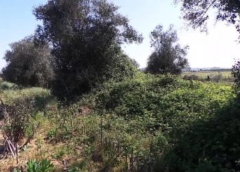 Sebes e árvores para uma boa protecção e refugio da fauna e flora