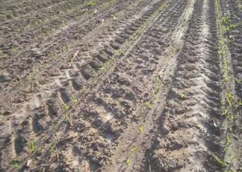 Sementeira 2009    primeiras sementeiras