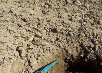 Sementeira 2015, Regas de emergência em anos secos