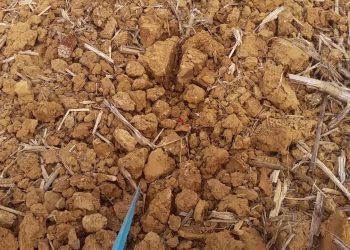 Sementeira de Milho em situações extremas