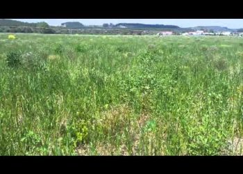 Sementeira directa 2016