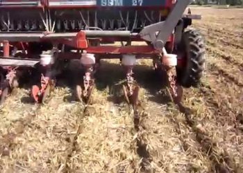 Sementeira directa de Milho 2011