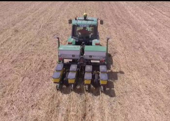 Sementeira Directa de Milho (da cultura de cobertura à sementeira)