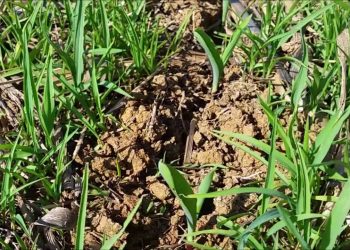 Sementeira directa, gestão das infestantes