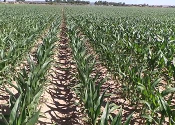 Stress hidrico no milho