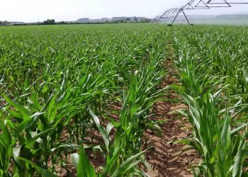 Stress hídrico no Milho (maio 2015)