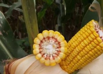 Últimos 15 dias do ciclo 2014   1740 º Graus dia