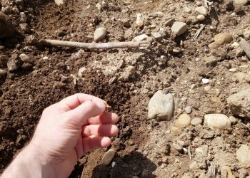 Uma semana após a sementeira Março 2017