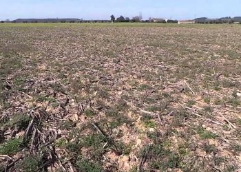 Zona não mobilizada em pós colheita (inicio da campanha)