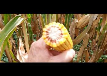 Cephalosporium este ano chegou mais tarde (boas noticias)