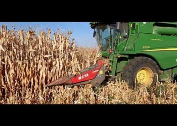 Colheita Milho 2020 – Bons resultados nos primeiros Campos