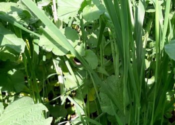 Cultura de cobertura para a Biofumigação. Gestão da biomassa (2/3)