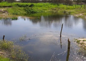 Zona para incremento de Biodiversidade numa exploração de Milho