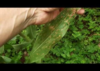 Seara de Milho de Baixo Potencial