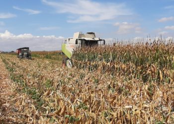 Início da Colheita Milho 2021 – Atenção às Infestantes