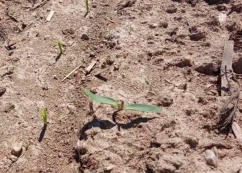 Herbicida pós-precoce. Vantagens e inconvenientes