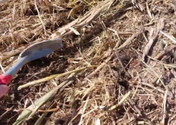 Sementeira de Milho em Mobilização Reduzida