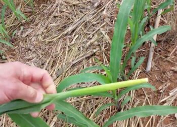 Ataque de Sesamia nonagrioides. Como actuar?