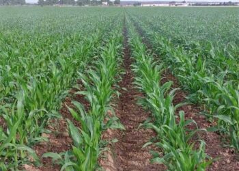 Início da Rega Definitiva – Maio 2022