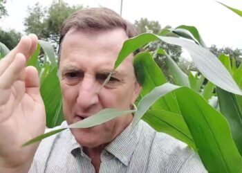 Sementeira directa vs convencional. 50 dias depois