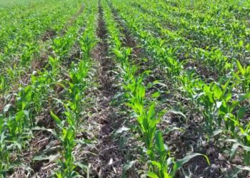 Sementeira Directa vs Sementeira Convencional. 1° Mês