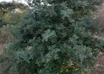 E se os Agricultores desaparecerem?