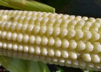 (In)sucesso da floração durante onda de calor