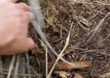 Sementeira Directa com excesso de palha julho