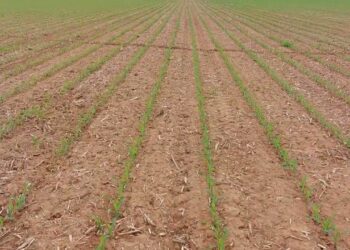 Será possível duas searas de cereal no mesmo ano?