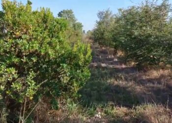 Áreas de conservação numa exploração agrícola de Milho. Agosto 2022