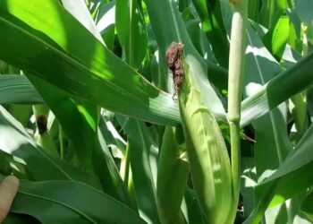 Sementeira directa vs Sementeira convencional em solos arenosos