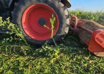 Cultura de cobertura 2023