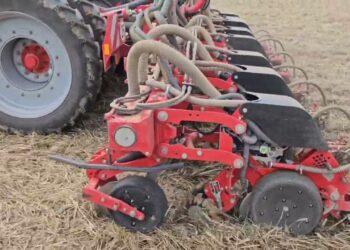 Resementeira de Milho após destruição total da seara por Sesamia