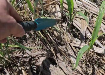 Sementeira Directa com cultura de cobertura de Inverno ainda viva.