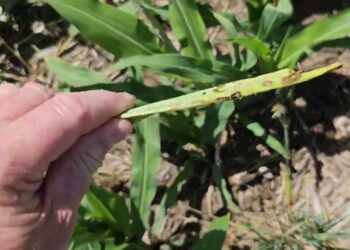 Sementeira Directa vs Convencional em solos arenosos. 12 folhas