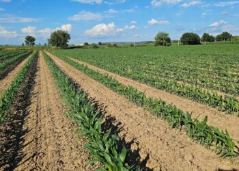Cultura de Milho com Entrelinha de 1,5 metros