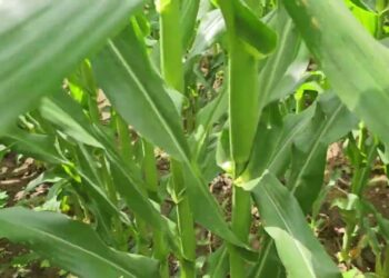 Início da Floração 2023