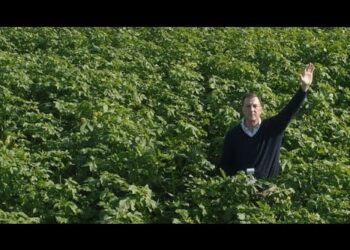 Cultura de Cobertura com mostarda branca