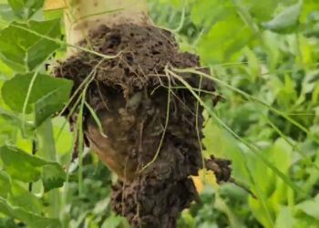 Raphanus e aveia como cultura intercalar 80 dias após a sementeira