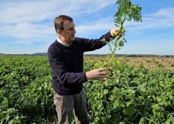 Cultura de Cobertura: Objetivos e conceitos