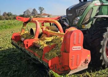 Parar a Cultura Intercalar com Destroçador Frontal – Risco de sementes viáveis