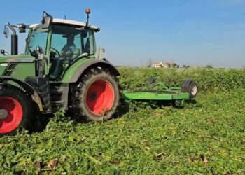 Parar a Cultura Intercalar com Rolo de facas – Solução muito mais Económica